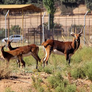 Black Lechwe (Kobus leche smithemani)