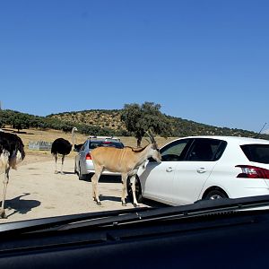 common eland (Taurotragus oryx) with ostrich (Struthio camelus)