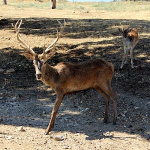 Iberian red deer (Cervus elaphus hispanicus)