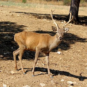 Iberian red deer (Cervus elaphus hispanicus)