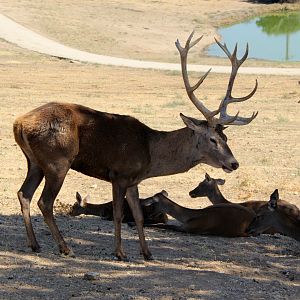 Iberian red deer (Cervus elaphus hispanicus)