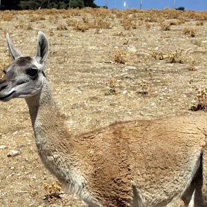 guanaco (Lama guanicoe)