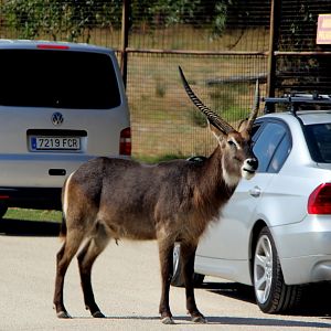 Common Waterbuck (Kobus ellipsiprymnus ellipsiprymnus)