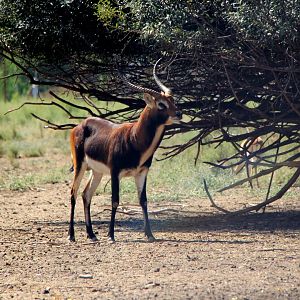 Black Lechwe (Kobus leche smithemani)