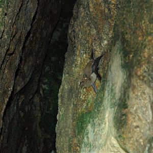 Coastal Sheath-tailed Bat (Taphozous australis)