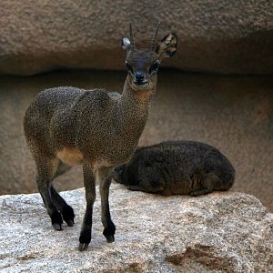 Ethiopian Klipspringer (Oreotragus saltatrixoides)
