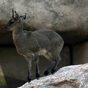 Ethiopian Klipspringer (Oreotragus saltatrixoides)