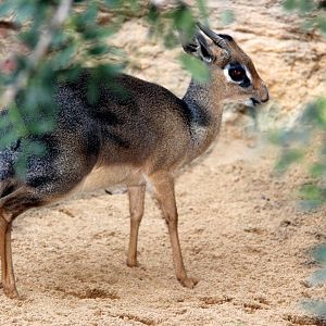 Kirk's dik-dik (Madoqua kirkii)