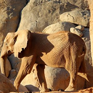 African bush elephant (Loxodonta africana)