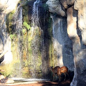 sitatunga (Tragelaphus spekii) waterfall