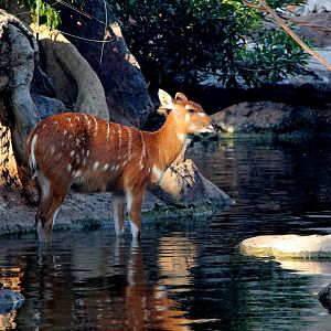 sitatunga (Tragelaphus spekii) in water
