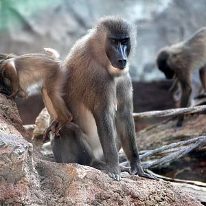 drill (Mandrillus leucophaeus)