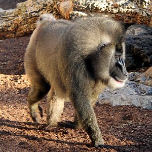 drill (Mandrillus leucophaeus)