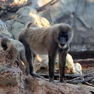 drill (Mandrillus leucophaeus)