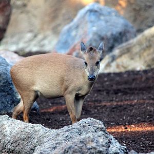 Natal red duiker (Cephalophus natalensis)