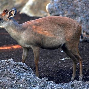 Natal red duiker (Cephalophus natalensis)