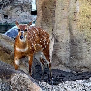 sitatunga (Tragelaphus spekii)
