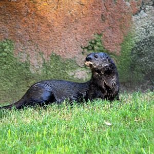 spotted-necked otter (Hydrictis maculicollis)