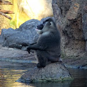 drill (Mandrillus leucophaeus)