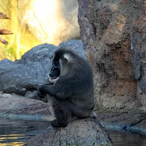 drill (Mandrillus leucophaeus)