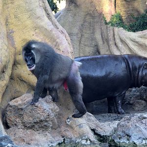 drill (Mandrillus leucophaeus) & pygmy hippopotamus (Choeropsis liberiensis)