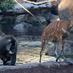 drill (Mandrillus leucophaeus) & sitatunga (Tragelaphus spekii)