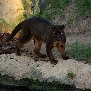 fossa (Cryptoprocta ferox)
