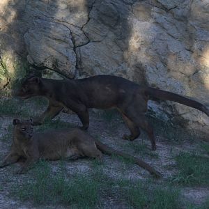 fossa (Cryptoprocta ferox)