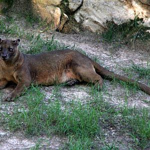 fossa (Cryptoprocta ferox)