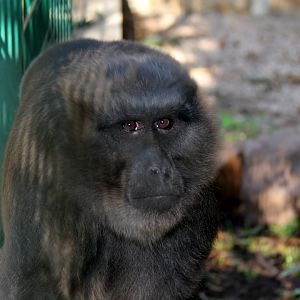 moor macaque (Macaca maura)