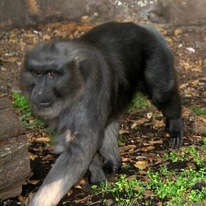 moor macaque (Macaca maura)