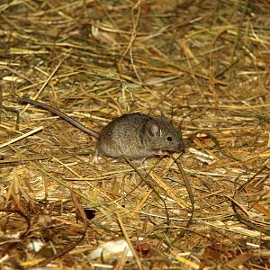 house mouse (Mus musculus)?