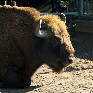 European bison (Bison bonasus)