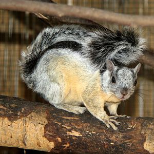 Costa Rica variegated squirrel (Sciurus variegatoides dorsalis)