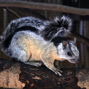 Costa Rica variegated squirrel (Sciurus variegatoides dorsalis)