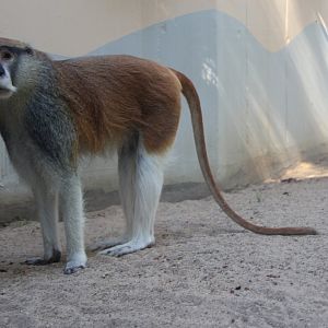 patas monkey (Erythrocebus patas)