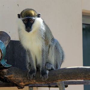 grivet (Chlorocebus aethiops)