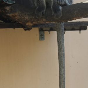 grivet (Chlorocebus aethiops)