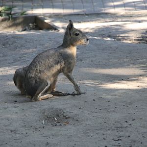Patagonian mara (Dolichotis patagonum)