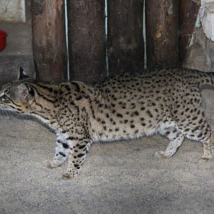 Geoffroy's cat (Leopardus geoffroyi)