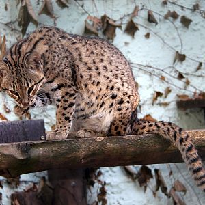 Geoffroy's cat (Leopardus geoffroyi)
