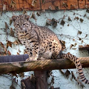 Geoffroy's cat (Leopardus geoffroyi)