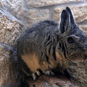northern viscacha (Lagidium peruanum)
