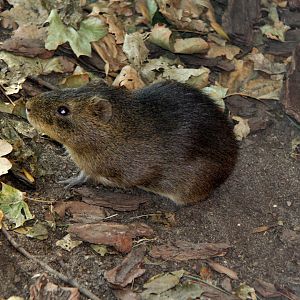 East Bolivian Highland yellow-toothed cavy (Galea musteloides boliviensis)