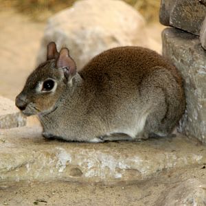 Chacoan mara (Dolichotis salinicola)
