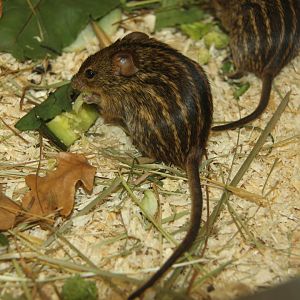 Typical striped grass mouse (Lemniscomys striatus)