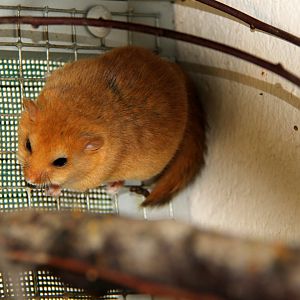 hazel dormouse or common dormouse (Muscardinus avellanarius)