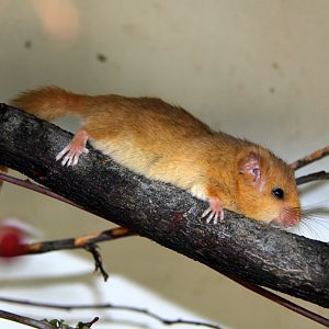 hazel dormouse or common dormouse (Muscardinus avellanarius)