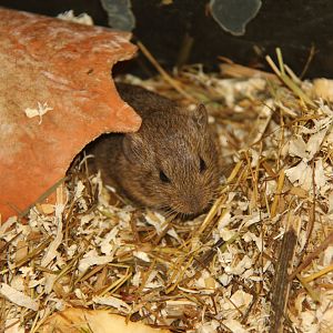 Günther's vole (Microtus guentheri)