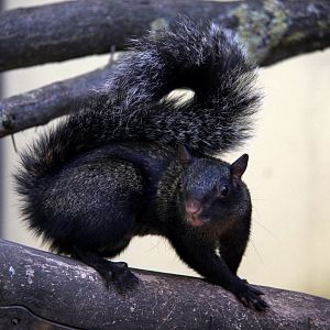 Yucatan squirrel (Sciurus yucatanensis)